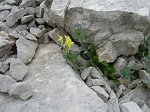 Linaria Bergamasca